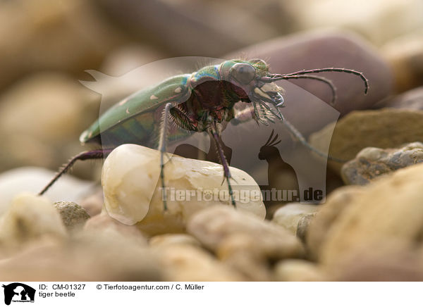 tiger beetle / CM-01327