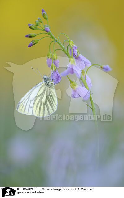 Grnaderweiling / green-veined white / DV-02800