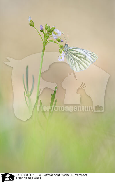 green-veined white / DV-03411
