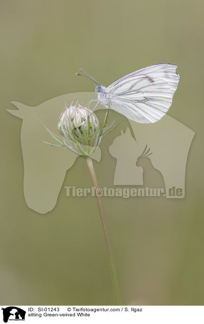 sitzender Grnader-Weiling / sitting Green-veined White / SI-01243