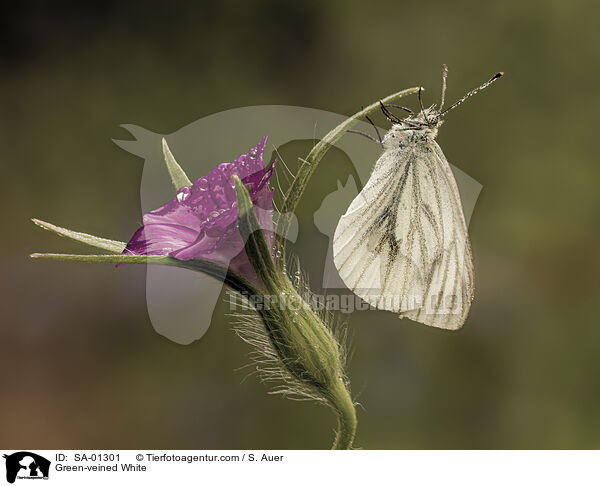 Grnader-Weiling / Green-veined White / SA-01301