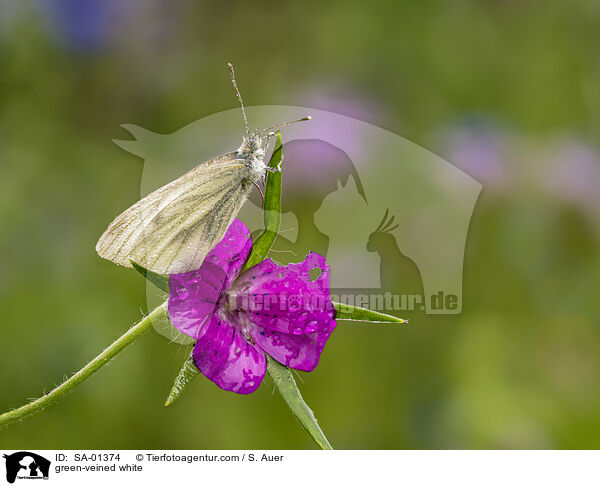 Grnaderweiling / green-veined white / SA-01374