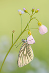 green-veined white