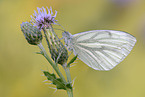 green-veined white butterfly