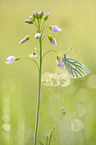 green-veined white