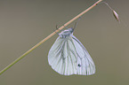 sitting Green-veined White