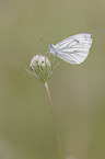 sitting Green-veined White