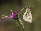 Green-veined White