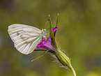 green-veined white