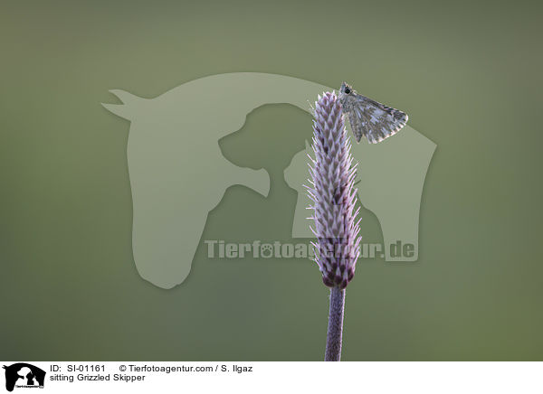 sitzender Kleiner Wrfel-Dickkopffalter / sitting Grizzled Skipper / SI-01161