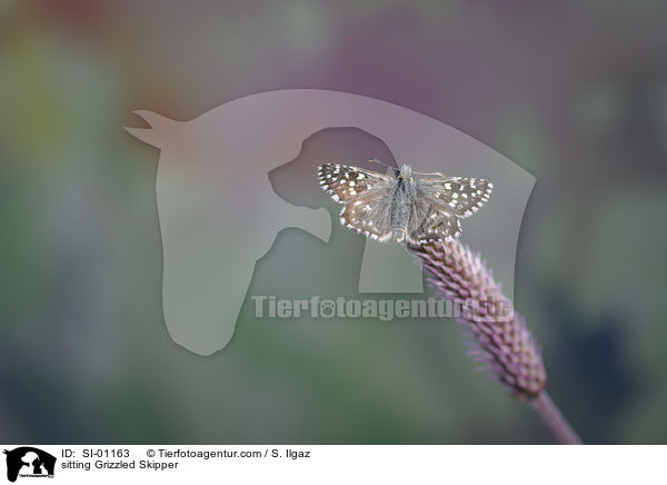 sitzender Kleiner Wrfel-Dickkopffalter / sitting Grizzled Skipper / SI-01163