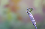 sitting Grizzled Skipper
