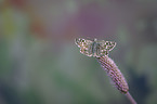 sitting Grizzled Skipper