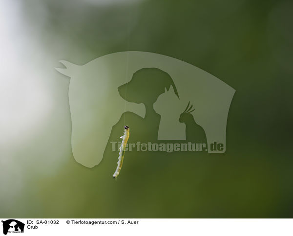 Raupe / Grub / SA-01032