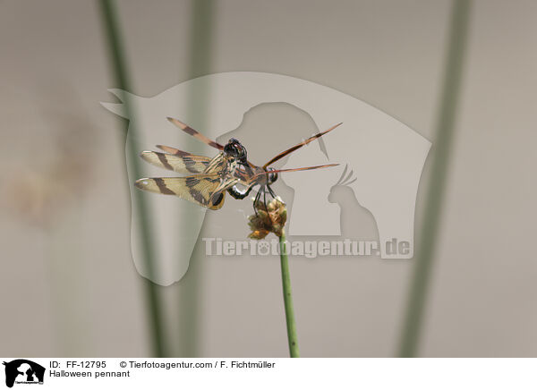 Halloween-Wimpel / Halloween pennant / FF-12795