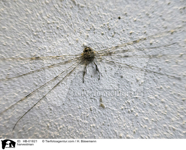 Weberknecht / harvestman / HB-01821