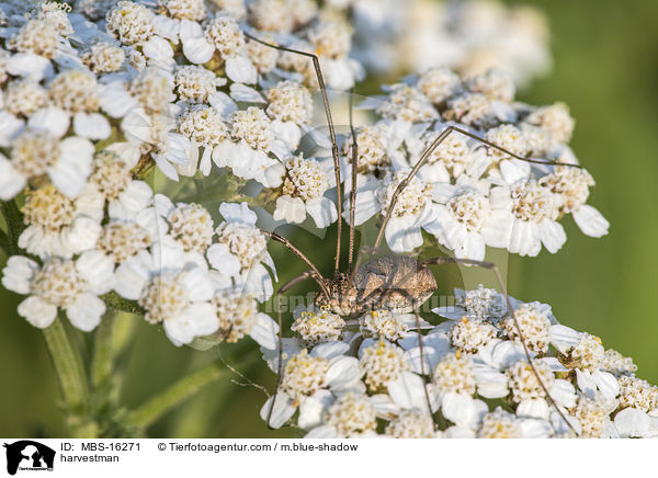 Weberknecht / harvestman / MBS-16271