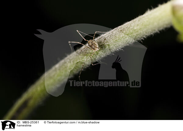 Weberknecht / harvestma / MBS-25361