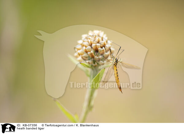 Gelbbindige Schnake / heath banded tiger / KB-07356