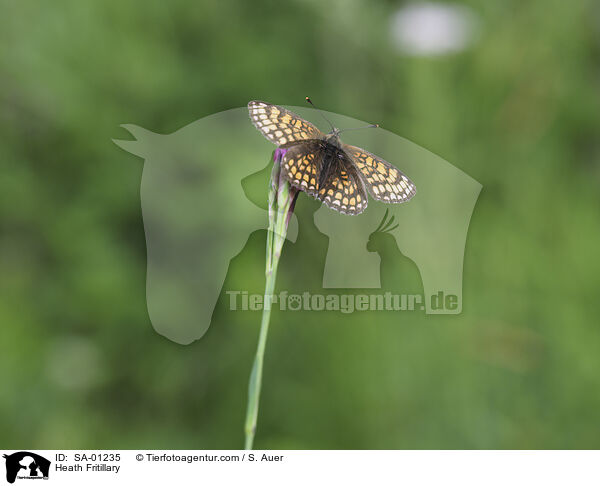 Wachtelweizen-Scheckenfalter / Heath Fritillary / SA-01235