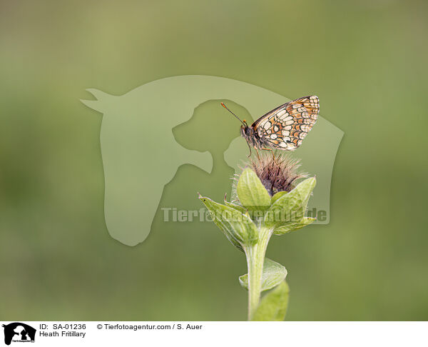 Wachtelweizen-Scheckenfalter / Heath Fritillary / SA-01236