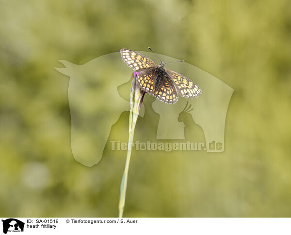 Wachtelweizen-Scheckenfalter / heath fritillary / SA-01519