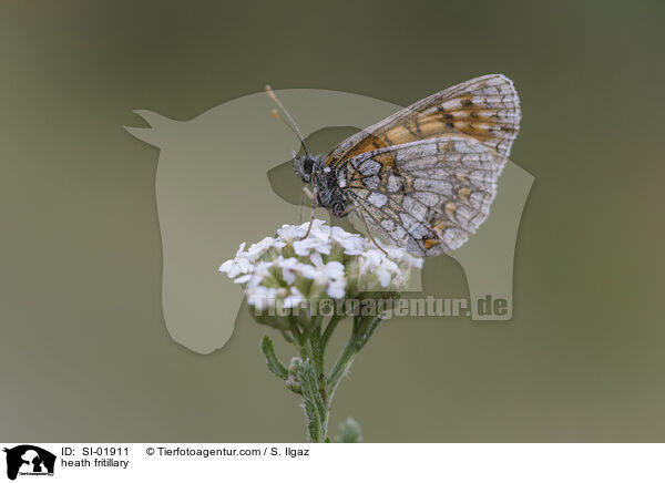 Wachtelweizen-Scheckenfalter / heath fritillary / SI-01911