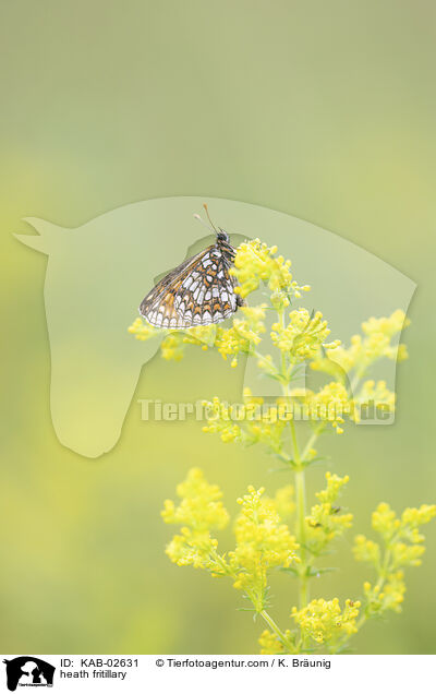 Wachtelweizen-Scheckenfalter / heath fritillary / KAB-02631