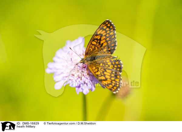 Wachtelweizen-Scheckenfalter / heath fritillary / DMS-16829