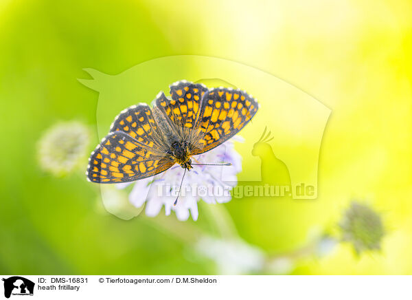 Wachtelweizen-Scheckenfalter / heath fritillary / DMS-16831