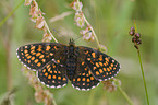 heath fritillary