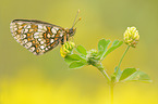 heath fritillary