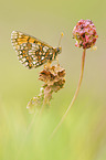 heath fritillary