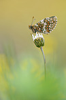 heath fritillary