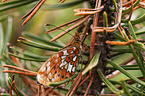 Heath Fritillary