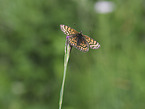 Heath Fritillary