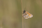 heath fritillary