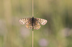 heath fritillary