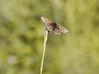 heath fritillary