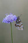 heath fritillary