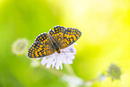 heath fritillary
