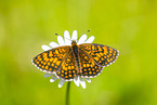 heath fritillary