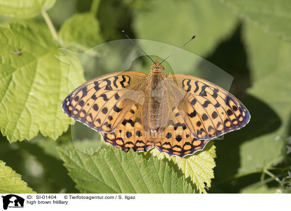 Feuriger Perlmutterfalter / high brown fritillary / SI-01404