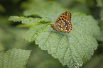 high brown fritillary