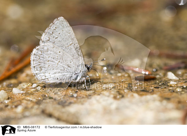 Buschheideland-Bluling / Spring Azure / MBS-08172