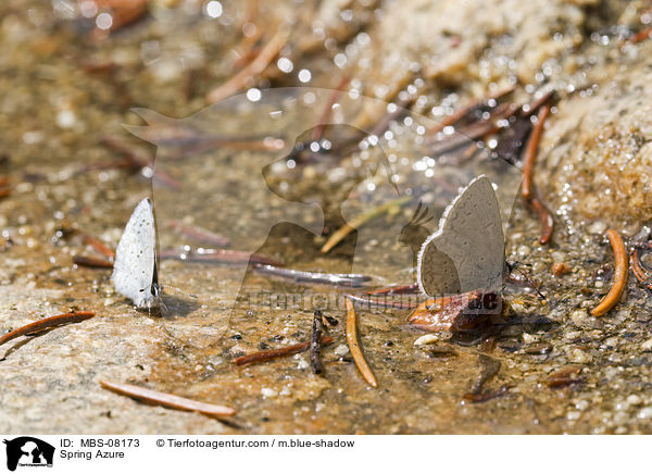 Buschheideland-Bluling / Spring Azure / MBS-08173