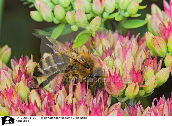 Honigbiene / honeybee / JOH-01103