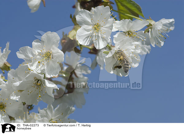 honeybee / THA-02273