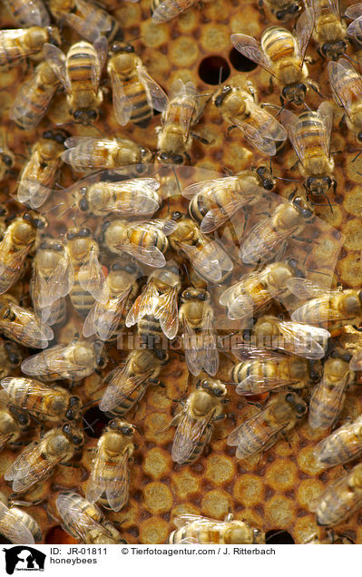 honeybees / JR-01811