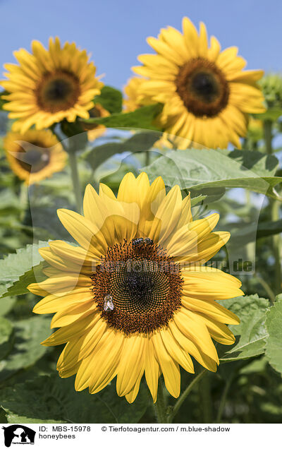 Honigbienen / honeybees / MBS-15978